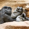 V neděli 18. března oslaví v Zoo Praha své 25. narozeniny osvědčená gorilí matka Kijivu. Foto: Petr Hamerník, Zoo Praha