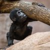 Foto: Petr Hamerník, Zoo Praha