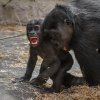 Foto: Petr Hamerník, Zoo Praha