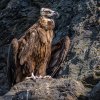 Foto: Petr Hamerník, Zoo Praha.