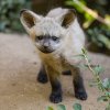 V Zoo Praha vyrůstají štěňata psů ušatých