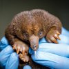 Mláděti ježury australské v Zoo Praha je dnes přesně 100 dní. Velmi dobře prospívá a přibývá na váze. Autor: Miroslav Bobek, Zoo Praha 