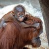 Jako pytel blech. Samec orangutana sumaterského Kawi s rostoucím zájmem zkoumá okolí. Autor: Miroslav Bobek, Zoo Praha