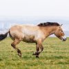 Smyslem projektu na Dívčích hradech je nejenom oživit historickou lokalitu, ale také za pomoci divokých koní, kteří budou spásat travní porost, přispět k tomu, aby se na ni vrátila původní společenstva rostlin a živočichů. Foto: Miroslav Bobek, Zoo P
