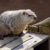 Samec sviště lesního v Zoo Praha se letos probudil ze zimního spánku až po téměř než pěti měsících. Traduje se, že tak ohlásil příchod pravého jara. Autor: Petr Hamerník, Zoo Praha 