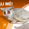 Komba jižní, adopční kampaň Zoo Praha, Foto Petr Hamerník, Zoo Praha