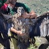 Finální prohlídka orlosupa bradatého ze Zoo Praha před jeho umístěním na umělé hnízdo ve volné přírodě Španělska. Foto Vulture Conservation Foundation