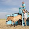 Vypouštění klisny Wespe z transportního boxu do aklimatizační ohrady. Foto Václav Šilha, Zoo Praha