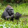 Foto: Miroslav Bobek, Zoo Praha