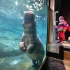 Autor: Khalil Baalbaki, Zoo Praha 