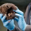 Mládě ježury australské se v Zoo Praha vylíhlo na začátku dubna. Na rozdíl od jiných savců se ježura líhne z vajíček velkých asi jako lískový ořech nebo fazole. Autor: Václav Šilha, Zoo Praha 
