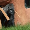 Kisumu přijel do Zoo Praha loni v září. Do venkovního výběhu Rezervace Dja tak vstoupil tento týden vůbec poprvé. Foto Miroslav Bobek, Zoo Praha