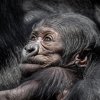 Foto Miroslav Bobek, Zoo Praha