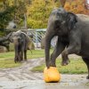 Vítěznou dýni připravili chovatelé v Zoo Praha pro skupinu samic slonů indických. Slonice Tamara a Janita tykev zkušeně během krátké chvíle rozduply, společně se slůňaty si pak na dýni pochutnaly. Autor: Petr Hamerník, Zoo Praha