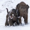 Foto: Petr Hamerník, Zoo Praha
