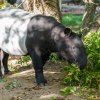 Návštěvníci mohou Morse ještě naposledy pozorovat ve výběhu i s jeho matkou. Zhruba v polovině týdně odcestuje do Zoo Norimberk. Autor: Petr Hamerník, Zoo Praha 
