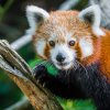 Od minulého týdne je v Zoo Praha k vidění nový samec pandy červené Jerry. Jedním z jeho poznávacích znaků jsou výrazné bílé chlupy na spodní straně uší. Foto Petr Hamerník, Zoo Praha