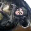 Mládě chápana se v pražské zoologické zahradě narodilo v pondělí 13. dubna. Na snímku je zachyceno přesně v týdnu života. Foto Petr Hamerník, Zoo Praha