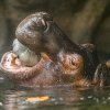 Autor: Petr Hamerník, Zoo Praha 