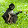 Samici Chápana středoamerického Talule se narodilo již šesté mládě od jejího příchodu do Zoo Praha. Foto: Petr Hamerník, Zoo Praha.