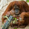 Orangutani sumaterští dostali u příležitosti oslav prvních narozenin Kawiho hned několik enrichmentových prvků. Z důvodu uzavření pavilonu Indonéská džungle kvůli rekonstrukci bylo celé předání promítáno na obrazovku u Vzdělávacího centra. Autor: Pet