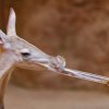 Návštěvníci se mohou těšit na exotické ochutnávky zdarma. Foto Petr Hamerník, Zoo Praha