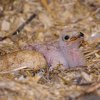 V Zoo Praha se narodilo mládě hadilova písaře. Jde celkem už o třetí mládě za posledních 34 let od začátku chovu v pražské zoologické zahradě. Foto: Petr Hamerník, Zoo Praha 