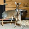 Mládě dikdika v Zoo Praha se má podle chovatelů čile k světu. Ve skupině je vzhledem ke své velikosti velmi dobře rozpoznatelný. Plného vzrůstu by měl dosáhnout zhruba v sedmi měsících. Autor: Petr Hamerník, Zoo Praha 