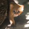 Návštěvníci Zoo Praha mohou pozorovat koťata při jejich rozpustilých hrách, kdy trénují své lovecké dovednosti. Foto Petr Hamerník, Zoo Praha