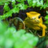 Výstava je pro všechny návštěvníky Zoo Praha zdarma k platné vstupence do zoo a lidé ji mohou navštívit až do poloviny září. Na fotografii je zachycena pralesnička strašná. Foto Petr Hamerník, Zoo Praha 