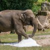 Sloni se o osvěžující led rozkošnicky chladí. Foto Petr Hamerník, Zoo Praha