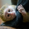 Olivově zelené mládě se narodilo samici Anastasii minulou středu. Foto Petr Hamerník, Zoo Praha