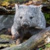 Samec Cooper je jediným vombatem na území České republiky. Zoo Praha je prvním českým a osmým evropským zařízením, které ho chová. Foto Petr Hamerník, Zoo Praha
