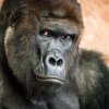 Richard je vůdcem samčí skupiny goril nížinných, která obývá pavilon Centrum Méfou v dolní části pražské zoo. Jeho uhrančivý pohled zanechal v posledních dvou dekádách dojem v mnoha tisících návštěvníků všech generací. Foto Petr Hamerník, Zoo Praha