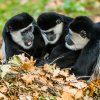 Podzim je ideálním obdobím pro návštěvu Zoo Praha. Hry s listím mohou návštěvníci pozorovat například u gueréz pláštíkových, které v něm hledají potravu. Foto: Petr Hamerník, Zoo Praha
