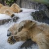 Ledový enrichment potěší ve čtvrtek po 9. hodině ranní zejména lední medvědy, bratry Gregora a Aleuta. Foto Petr Hamerník, Zoo Praha