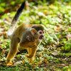 Celý víkend budou probíhat speciální komentovaná krmení, v 9.30 program začne u kotulů veverovitých. Foto Petr Hamerník, Zoo Praha