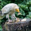 Pro supy mrchožravé jsou oblíbenou pochoutkou například malá kuřátka. Supi žerou šest dní v týdnu, postí se pouze v neděli. Autor: Petr Hamerník, Zoo Praha 