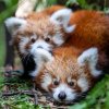 Historicky první dvojčata pandy červené v Zoo Praha jsou samec a samice. Ve venkovním výběhu je návštěvníci mohou vidět spolu s jejich matkou převážně v ranních hodinách a kolem poledne. Autor: Oliver Le Que, Zoo Praha