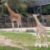 Matkou mláděte je samice Faraa, třicetinásobným otcem se stal posmrtně samec Johan. Foto Oliver Le Que, Zoo Praha