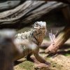 Po celý víkend budou probíhat speciální komentovaná krmení, zároveň probíhají také standardní komentovaná krmení a setkání. Foto Oliver Le Que, Zoo Praha
