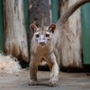 Samec do Zoo Praha přišel z pařížské zoo, samice z Německa. Foto Oliver Le Que, Zoo Praha