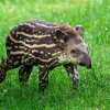 Autor: Oliver Le Que, Zoo Praha 