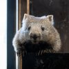 Čtyřletá Winkleigh se po svém příjezdu do Zoo Praha stane první samicí vombata v Česku. Spolu s dvouletým samcem Cooperem utvoří chovný pár. Foto Oliver Le Que, Zoo Praha