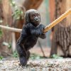 Mobi se přidržuje lana v expozici a pozoruje návštěvníky pavilonu Rezervace Dja. Foto Oliver Le Que, Zoo Praha