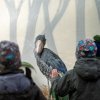 Mezi zvířata, která nyní návštěvníci mohou sledovat ve venkovní expozicích, patří například vzácný člunozubec africký. Toho chovají v Evropě pouze tři instituce. Autor: Oliver Le Que, Zoo Praha 
