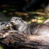 Nově sestavený pár vyder hladkosrstých obývá Indonéskou džungli v Zoo Praha. Samici poznají lidé podle světlejší srsti a drobnějšího vzezření. Foto Oliver Le Que, Zoo Praha