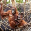 Harapan narozený loni v květnu obývá jeden z ostrovů v Indonéské džungli se svou matkou Diri a otcem Pagym. Foto Oliver Le Que, Zoo Praha