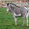 Ne všechna zvířata v Zoo Praha se těší stejné pozornosti sponzorů a adoptivních rodičů. Zebra Grévyho – největší a současně nejohroženější druh těchto pruhovaných lichokopytníků – patří mezi ty opomíjené. Foto Petr Hamerník, Zoo Praha