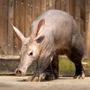Šestiletá samice hrabáče kapského Sabi utvoří chovný pár s čtrnáctiletým samcem Dracem. Podle chovatelů je zvídavá a temperamentní. Foto Oliver Le Que, Zoo Praha